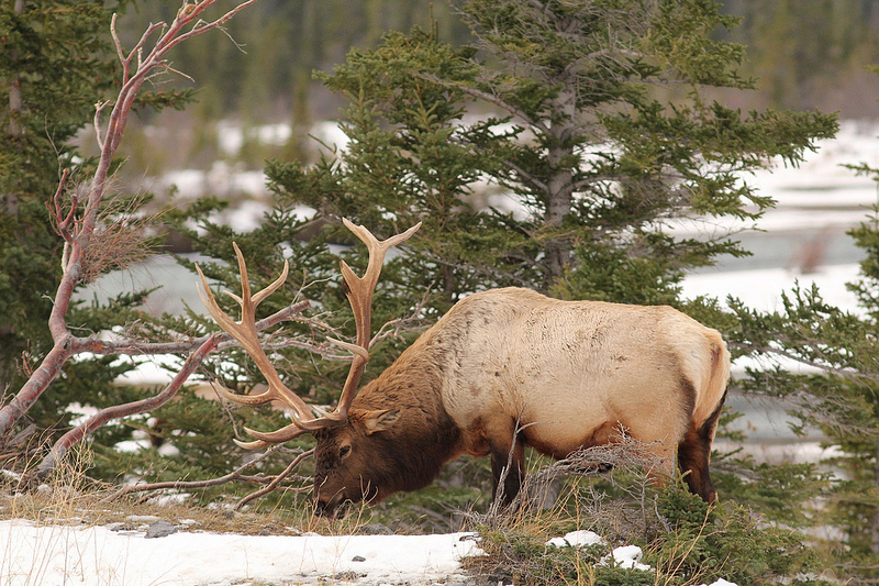 elk