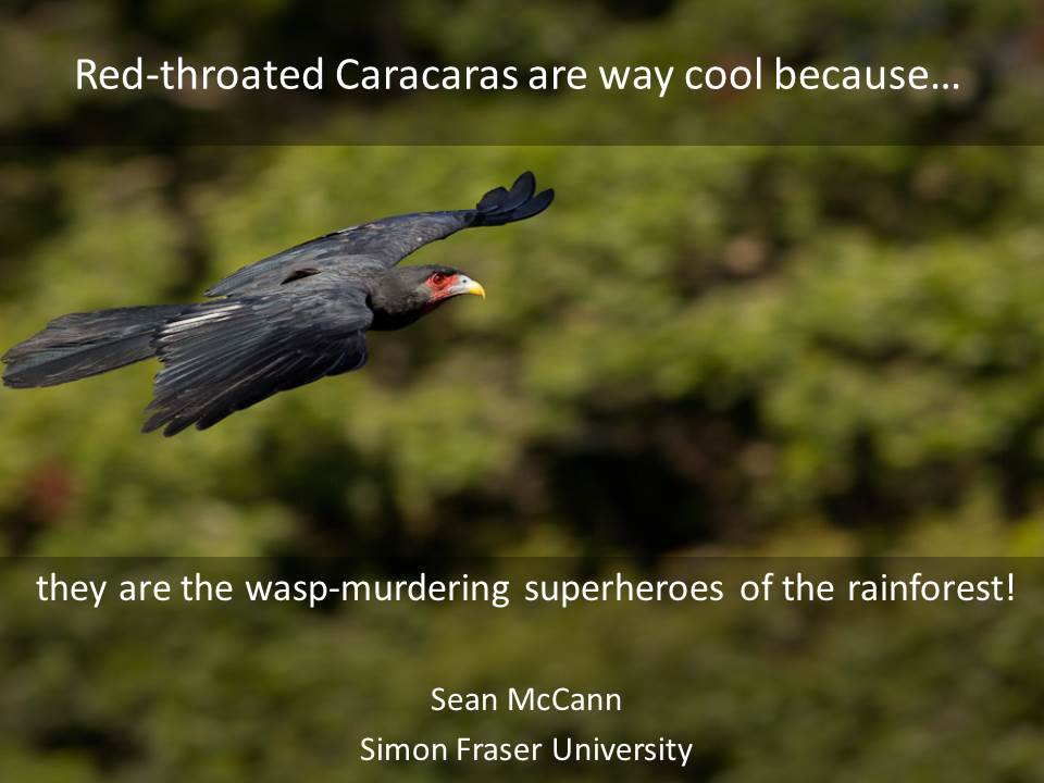 Red-throated Caracaras are way cool because