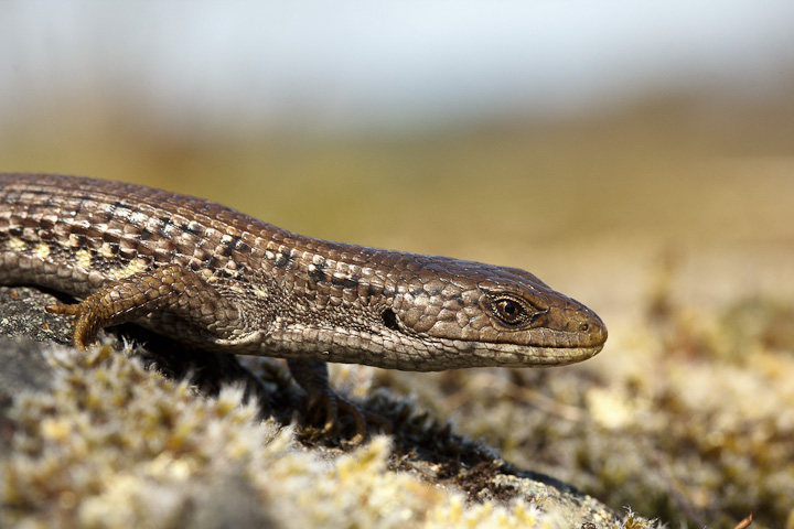 northern alligator lizard