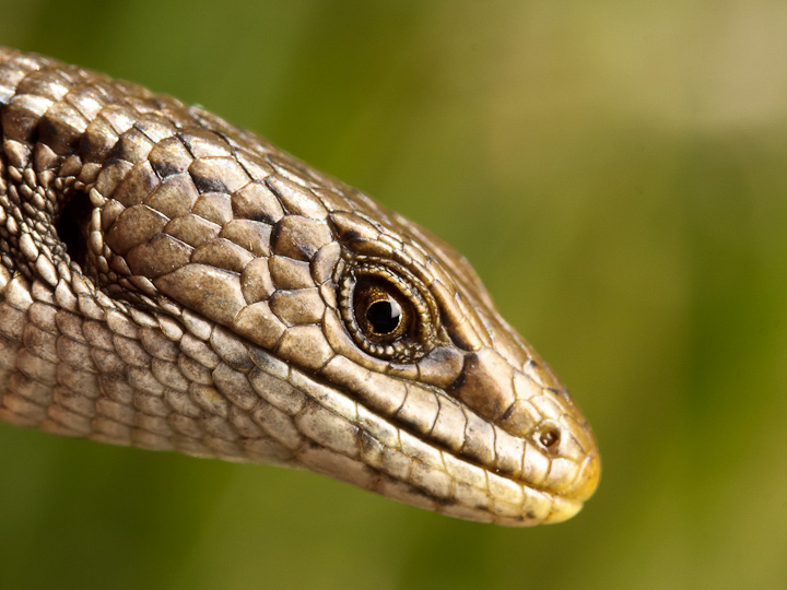 northern alligator lizard