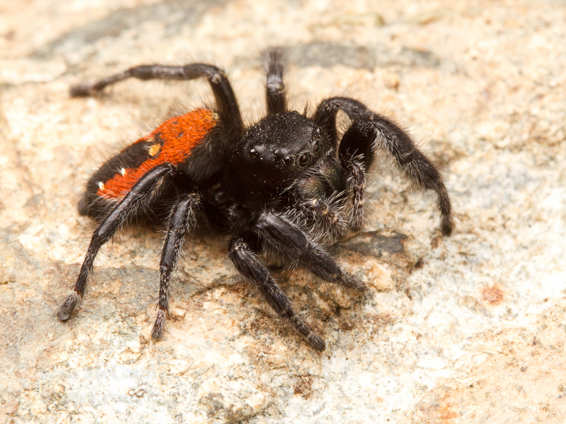 grey and black jumping spider in egg sac - Platycryptus californicus 